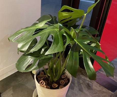 植物やエクステリアのお悩み解決します 造園•土木•農薬の資格保有！確かな知識でお悩みサポート イメージ2