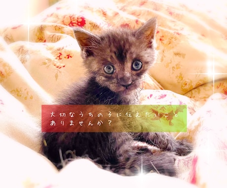 ペットさんとお話致します おうちの動物さんに聞いてみたいことはありませんか？ イメージ1