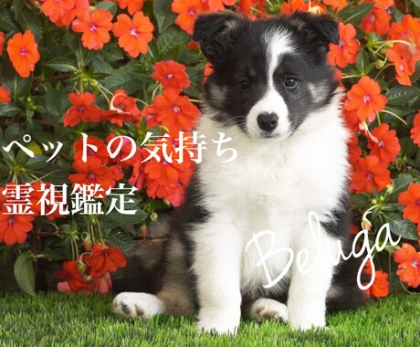 わんちゃん　ねこちゃん　ペットの気持ちを伝えます 遠隔リーディングでペットの気持ちを読み解きます。 イメージ1