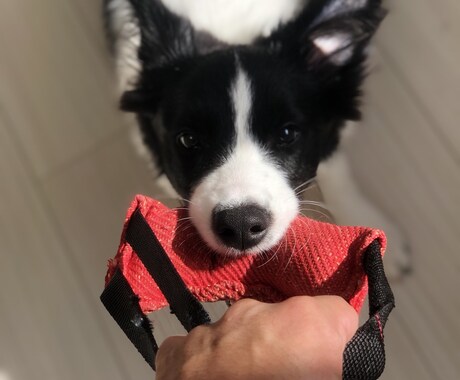 ドッグトレーナーが愛犬との向き合い方を教えます ワンちゃんについての悩みを解決しよう！ イメージ2