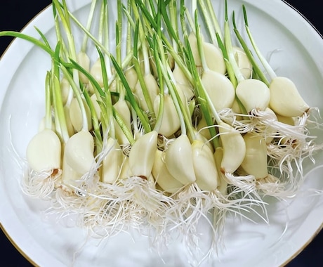 在宅で【農産物副業】を始めるノウハウ教えます 在宅で手間が比較的かからない。ニンニクスプラウトを始める。 イメージ1