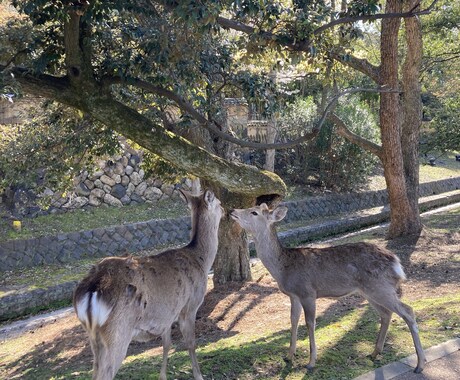 奈良の鹿の写真を提供します 鹿のなにげない表情を撮るのが得意です！ イメージ2