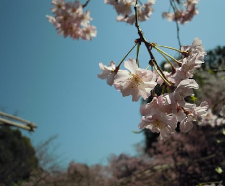 【もうすぐ桜咲く春☆京都へ旅したい方へ♪】京都1人旅歴約８年☆楽しみたいテーマ毎のオススメ教えます イメージ1