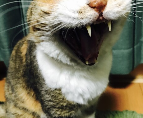 大切なペットのこと、なんでも相談乗ります 犬・猫・エキゾチック(わかる範囲)でなんでも相談乗ります！ イメージ1