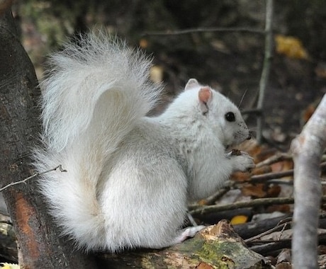 ペットに関する相談承っています ペットショップや動物病院で働いていた経験があります。 イメージ1