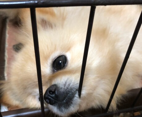 わんちゃん飼えない方ポメラニアンがあなたを癒します 疲れた心をわんちゃん（ポメラニアン）の何気ない行動で癒します イメージ2