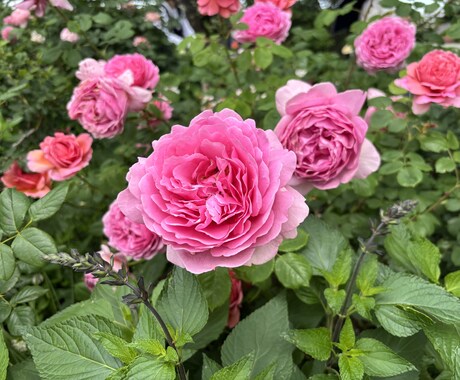 3日間毎日縁結びエネルギーを送ります より強い力で縁結びをしたい方に イメージ1