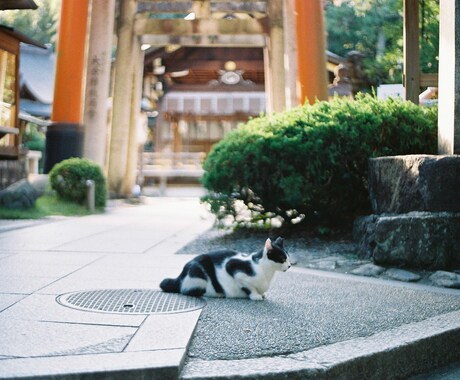 プロフィール写真の撮影を代行いたします 〜一眼レフカメラ・フィルムカメラでの撮影〜 イメージ1