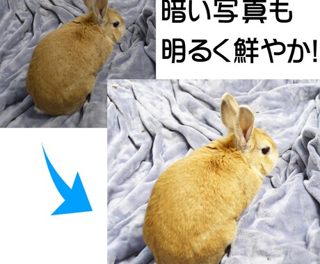 写真・画像の背景を切り抜き透過します 写真やイラストの背景を透明に！暗い写真も明るく鮮やかにします イメージ2