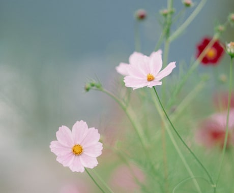 写真撮ります おやき、風景の写真撮らせてください イメージ1