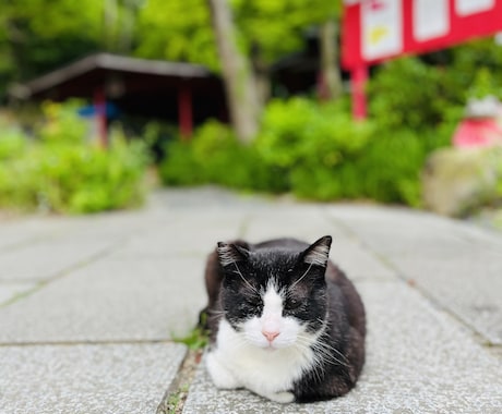 あなたとツインレイのパートナーの前世がわかります 高次元エネルギー催眠☆パートナーとの前世を知りたいあなたへ イメージ2