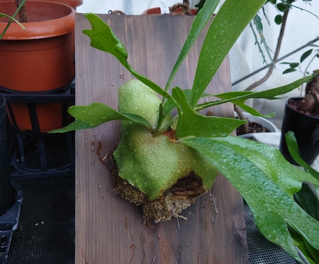 植物全般のお悩み相談、技術指導、承ります 観葉植物、お花、植木、育成、植え込み、デザイン、何でもOK イメージ2