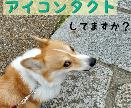 愛犬の生活全般のお悩み相談させていただきます WANちゃんの性格診断を行い、その仔に合せたアドバイス！ イメージ2