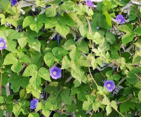 お気に入りの花瓶や花器に合う花や、生け方を教えます ☆お手元にある器にお花を生けてみませんか?☆ イメージ2
