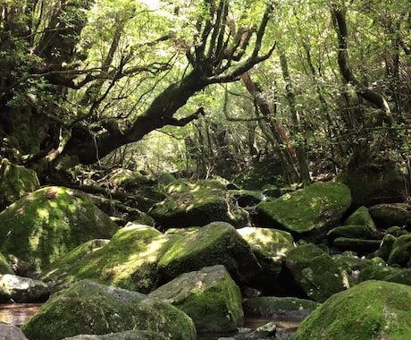 世界遺産②屋久島の世界遺産の周り方をお伝えします 【屋久島】一生に一度は行きたい縄文杉へ イメージ2