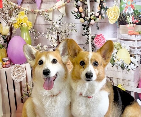 出張トリミング塾〜ご自宅へお伺いいたします トリミング技術を学びながら、愛犬がふわふわモコモコに! イメージ1