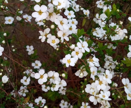 いつ見ても花は素敵、心がやすまります 今しか見られない花の姿、香りを楽しんで下さい。 イメージ1