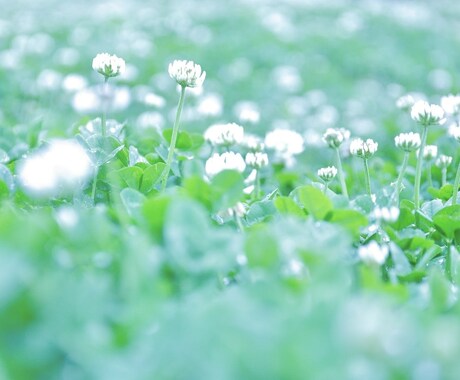 恋✿愛おみくじ　あなたの華やぐ心を応援します あなたがほほえみますように⭐︎༚*願いを込めて引きます イメージ2