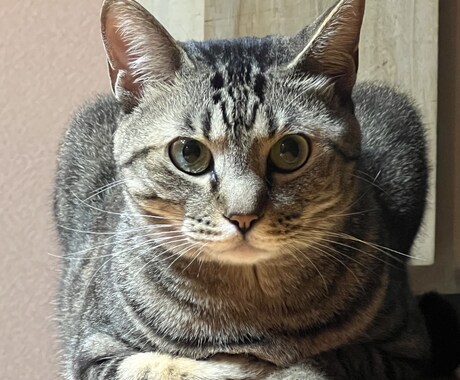 猫や日常の文章作成を代行します ほっと心がゆるむ、優しい文章をお届けします。 イメージ1