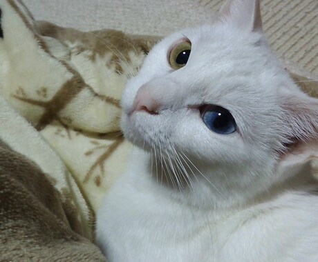 貴方のお悩みきっと解決します 何でも御悩み聞きます。解決します・ イメージ1