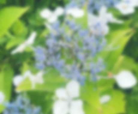 紫陽花の写真（５枚）提供いたします 日常風景の紫陽花の写真をご提供します。 イメージ2