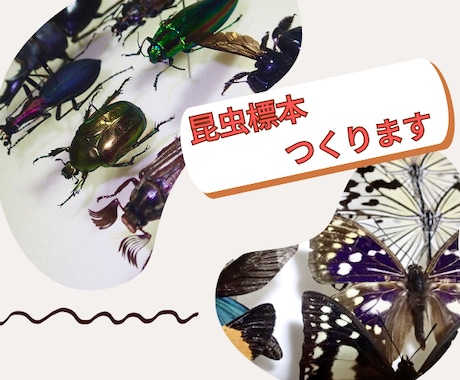 フルオーダーメイドで『昆虫標本』つくります 世界にひとつだけ。記録と記憶に残るをお手伝い♪ イメージ2