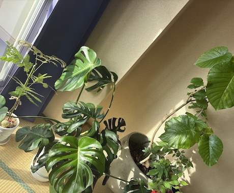 植物のお悩みプロの目でズバリ解決します 造園・土木・農薬の資格保有！確かな知識で植物をサポート！ イメージ2