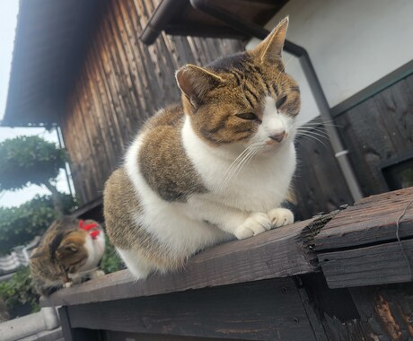 NGなし♪好きなこと、悩み、愚痴、相談に乗ります 【関西弁の現役精神科看護師】相談に乗ります♪元気にします♪ イメージ2
