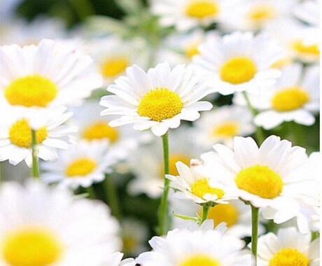 辛いこと、苦しいこと、どんなお悩みでもお聞きします ココロをラクに。。。あなたの笑顔が増えますように✩.*˚ イメージ1