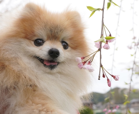 全画像納品！愛犬との家族写真撮影します 愛するわんちゃんとの思い出を残しませんか？ イメージ2