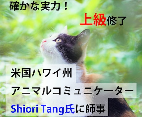 動物さんの言葉を聞き、お話しさせていただきます 愛する伴侶動物と心がひとつに繋がる喜びを感じてみませんか？