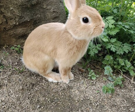 今抱えている問題や不安を気軽にお話聞きます あなたの心のヨリドコロ「ここの窓口」 イメージ1
