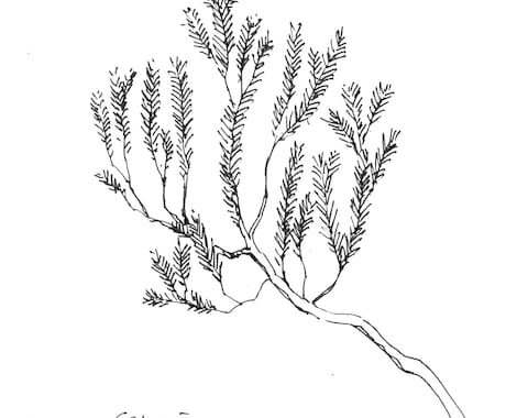 植物のイラスト(樹木、お花、ハーブ等)作成します 植栽知識を活かした様々な種類の素材を作成できます。 イメージ2