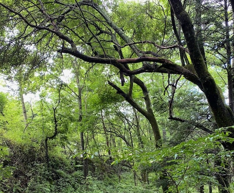 心や気持ちが軽くなるような香りの占いします 植物と星から導かれるあなたにぴったりな香りををお伝えします イメージ1