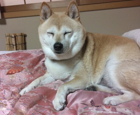 愛犬の噛み癖・落ち着き本格調整します 占術フル＋音で心と波動を徹底調整 イメージ2