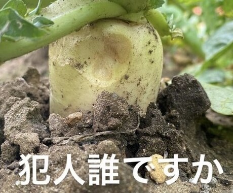 野菜の育て方、アドバイスします 種苗メーカー、農場長の経験をもとにアドバイスさせて頂きます。 イメージ1