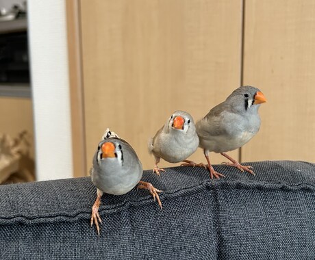 元ショップ店員がペットのお迎え・飼育相談に乗ります 愛玩動物飼養管理士1級が初めてのペット選びと準備を支えます イメージ2