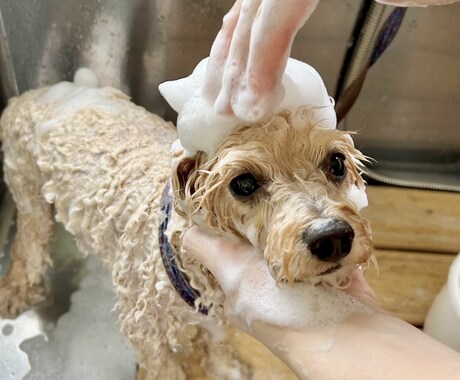 愛犬のお手入れ教えます ⭐︎プロトリマーがご自宅へお伺いいたします! イメージ1