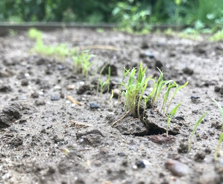 頑張るママと子どもに寄り添います 「あったか先生」とチャットでおしゃべりしませんか。 イメージ1