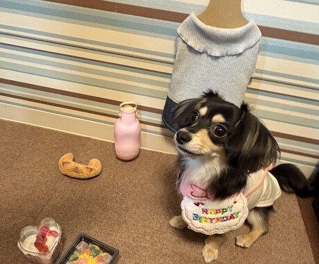 子犬の相談承ります わんちゃん迎えたばかりで不安な方、寄り添います。 イメージ2