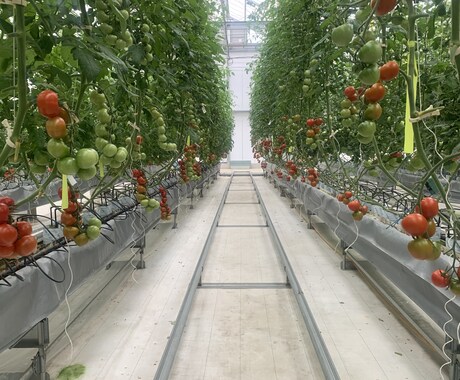 農業、家庭菜園、植物全般の悩み解決します 大手種苗会社にて品種開発〜種子生産までを経験しました。 イメージ1