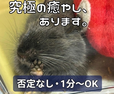 デグーの癒やしとプロの聴くスキルで心に寄り添います 否定なし。デグーの瑠璃ちゃんが見守る夜のまったり隠れ家。 イメージ1