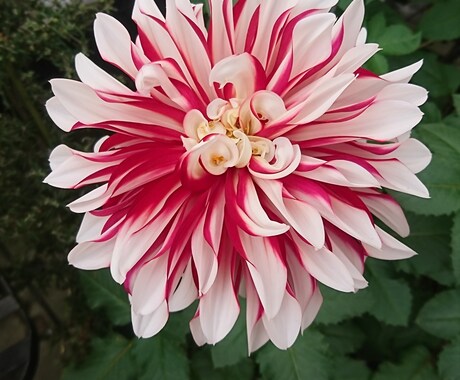 本来のあなたらしさが輝く方法をお伝え致します “悩みの種”から“幸せの花”を咲かせましょう！ イメージ2