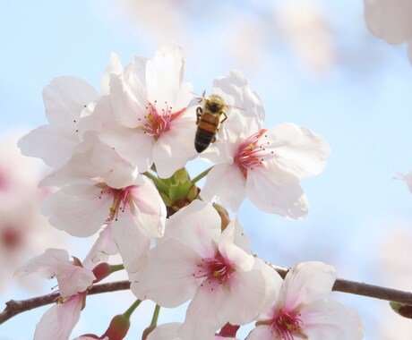 自分の手持ちのカメラで写真を撮ります 息をのむほどの自然の美しさをお届けします！ イメージ2