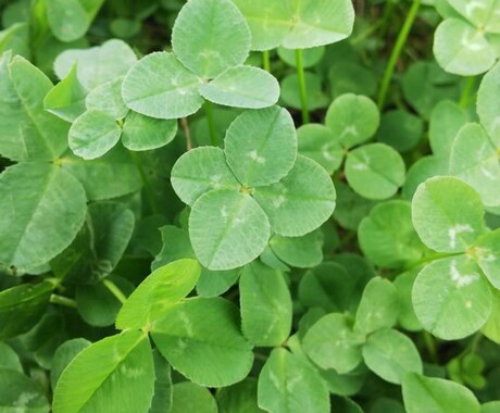 30分チャットで☘️貴方に寄り添います LINE風レス形式☘️メンタルヘルスマネジメントⅡ種Ⅲ種取得 イメージ1