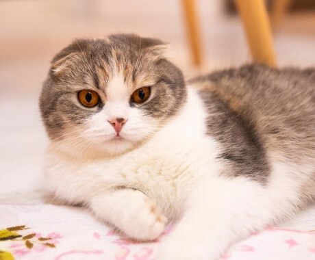 うちの子が1番✨あなたの愛猫の自慢話をお聞きします 誰より猫に癒されたい僕が、とことん猫トークにお付き合いします イメージ2