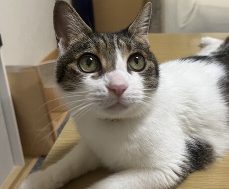 犬猫の悩みごと、何でも相談にのります 保護犬猫ボランティア歴6年。気軽にご相談ください！ イメージ2