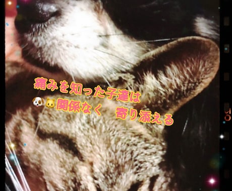 保護活から✴︎学んだペット霊視お気持ち拝見します 保護活から得たペットそれぞれの気持ちをお伝えします†✴︎ イメージ2