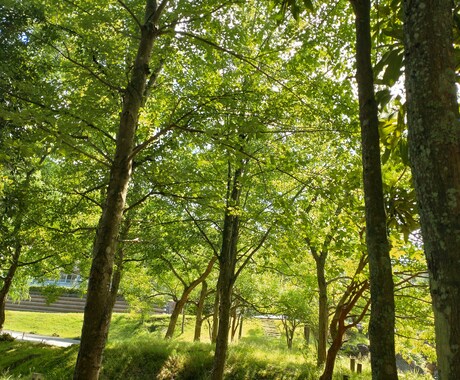 あなたを植物に例えると？ 霊視鑑定いたします あなたの隠れた才能と性質を知りたい方におすすめです❀ イメージ1