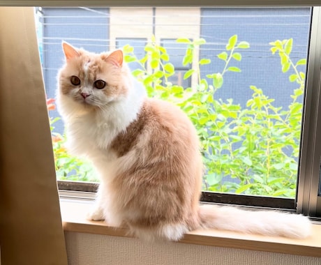 あなたの生きづらさにそっと寄り添います ••✦☪︎✦••魂のリラクゼーション••✦☪︎✦•• イメージ2